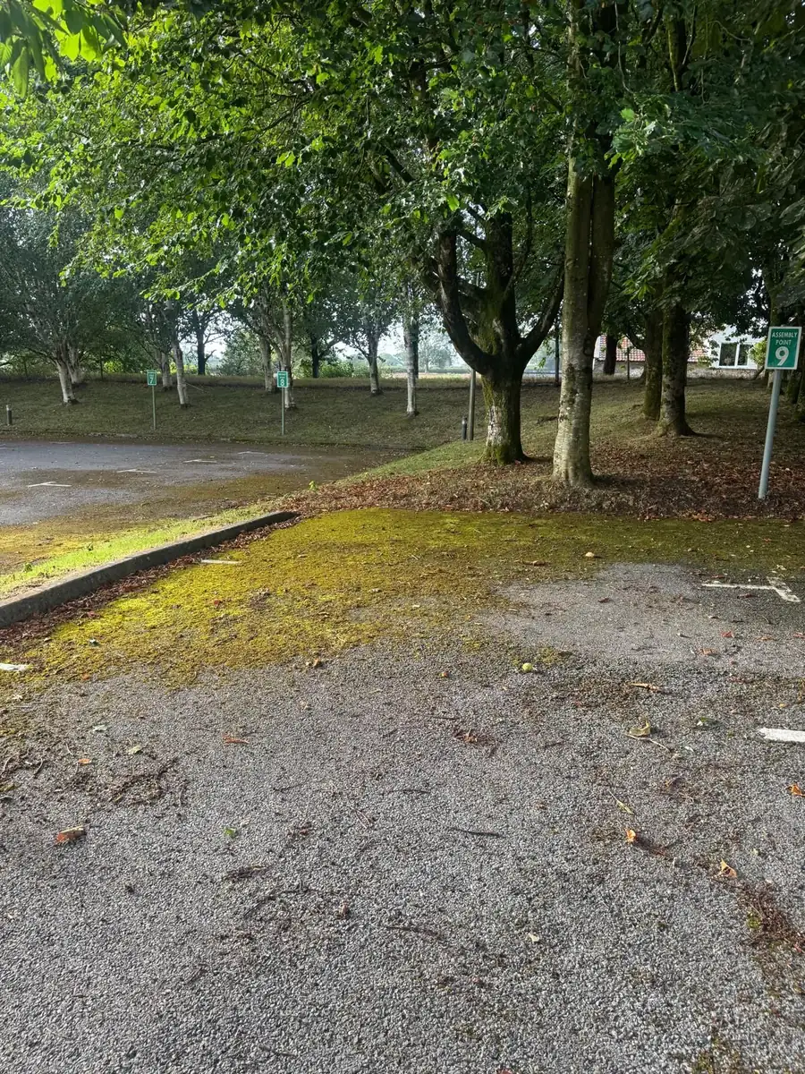 Car park bay covered in moss beneath trees before moss clearance