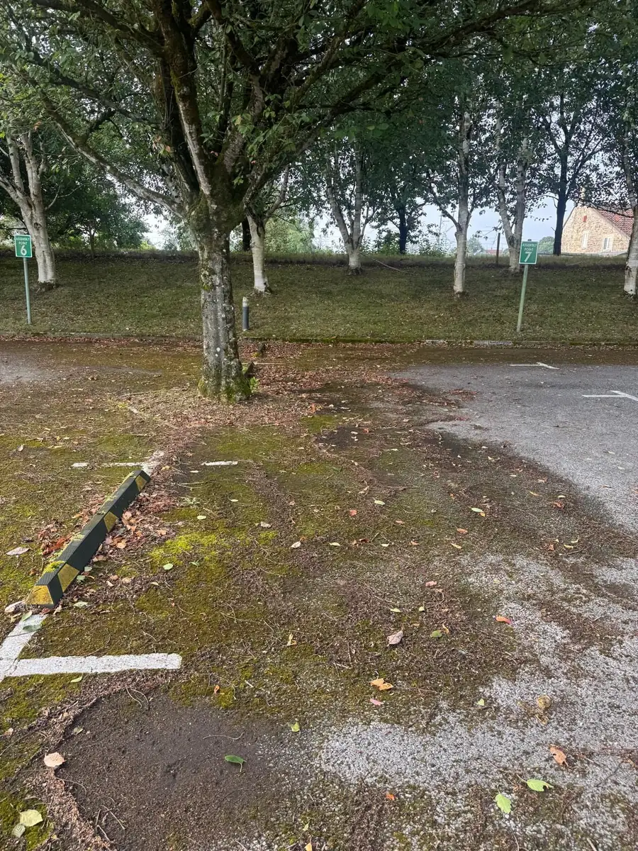 Moss spreading across a car park beside a tree and kerb before clearance
