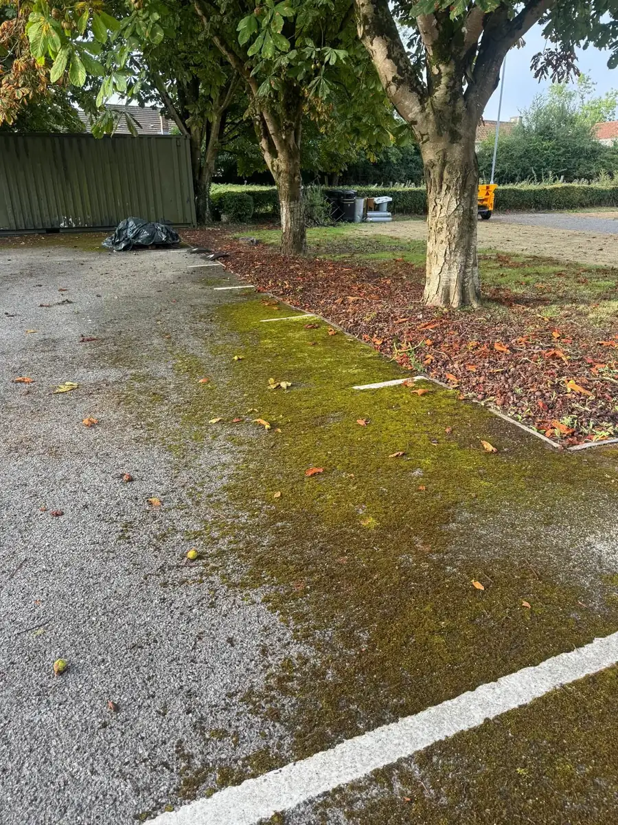 Thick moss along a car park edge and parking line before clearance